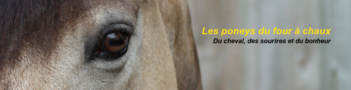 Les poneys du four à chaux